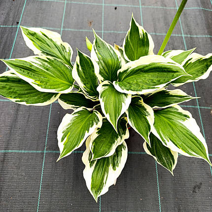 Хоста Франсі / Р12 / Hosta Francee, фото 2