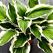Хоста Франсі / Р12 / Hosta Francee, фото 4