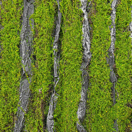 Декоративна панель зі штучного моху 100х100х2 см 9224-012, фото 1