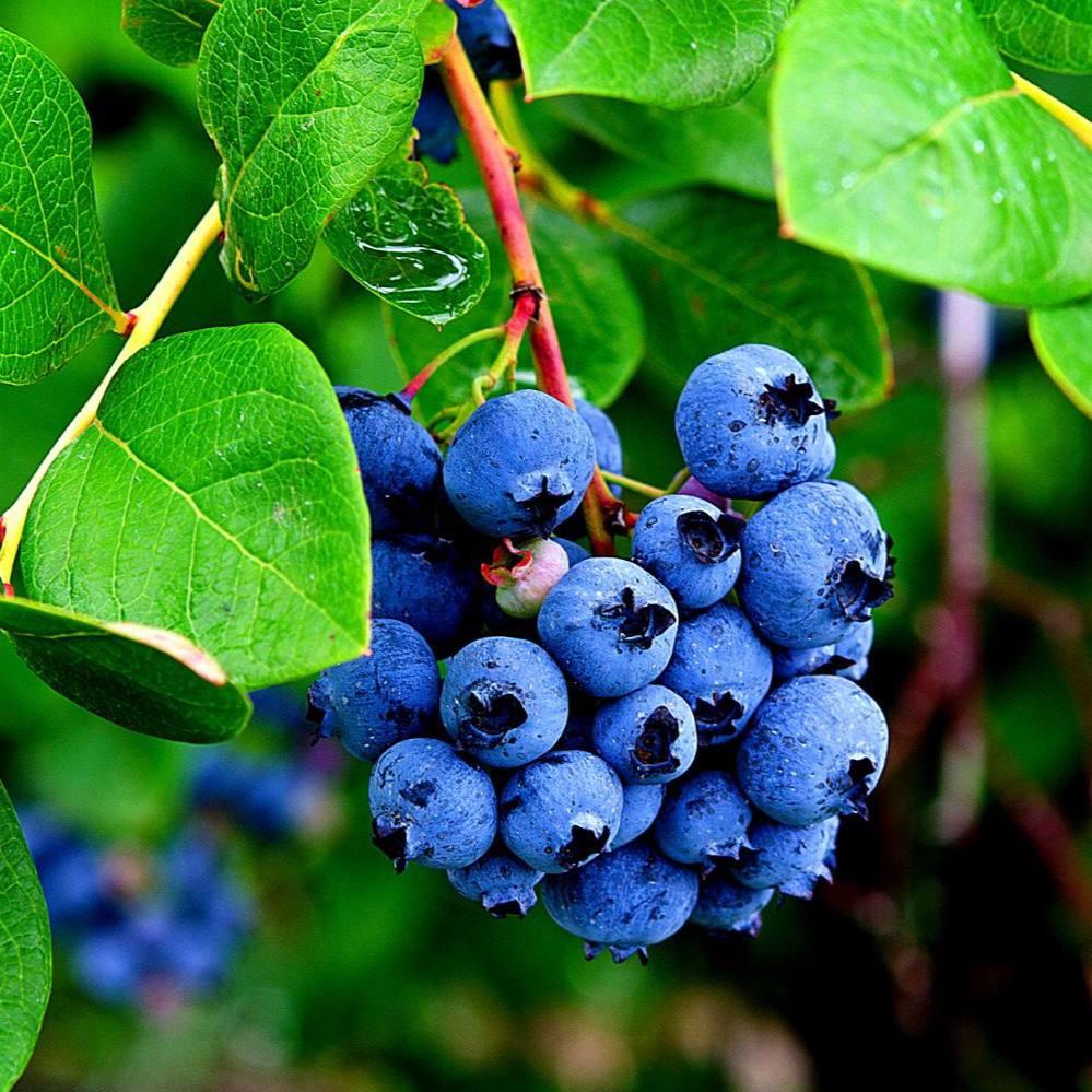 Саджанці Лохини Денис Блю (Denise blue) - середня, урожайна, невибаглива (4-річна) С5, фото 1