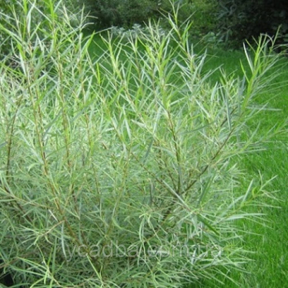 Верба розмаринолиста (горщик 0,5л), фото 1