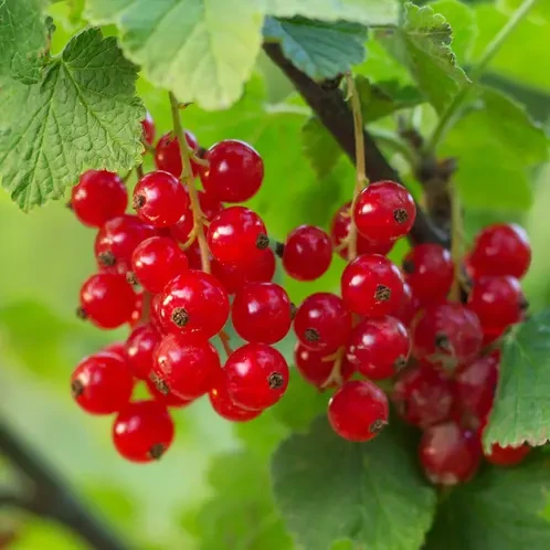 Аромоолія Дика червона смородина (CandleScience Foraged Red Currant)