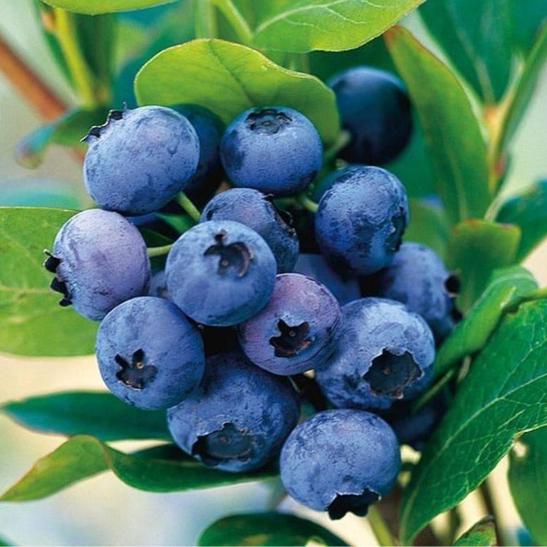 Саджанці Лохини Сієрра (Siera) - середньо-рання, зимостійка, транспортабельна (4-річна) С5, фото 1