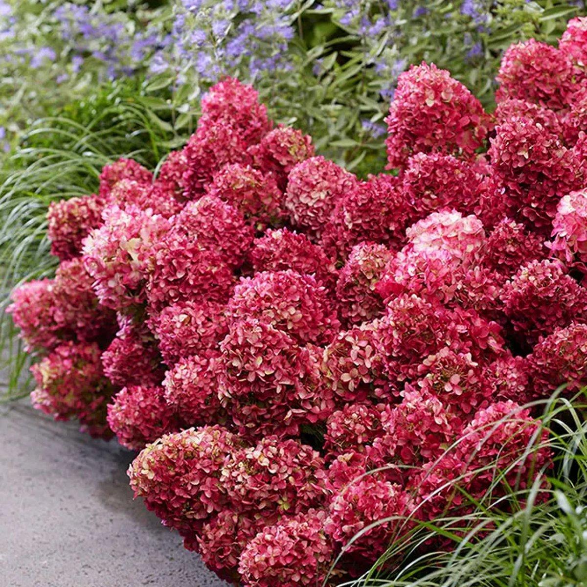 Гортензія Петіт Черрі / С3 / Hydrangea paniculata Petite Cherry