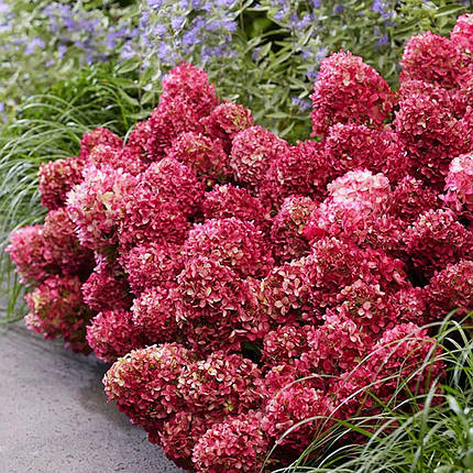 Гортензія Петіт Черрі / С3 / Hydrangea paniculata Petite Cherry, фото 1