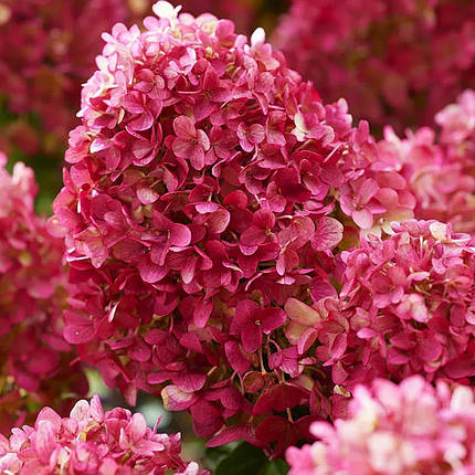 Гортензія Петіт Черрі / С3 / Hydrangea paniculata Petite Cherry, фото 2