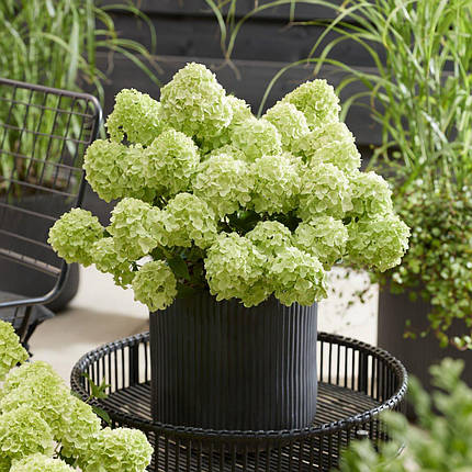 Гортензія Петіт Черрі / С3 / Hydrangea paniculata Petite Cherry, фото 3