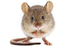 Родентициди