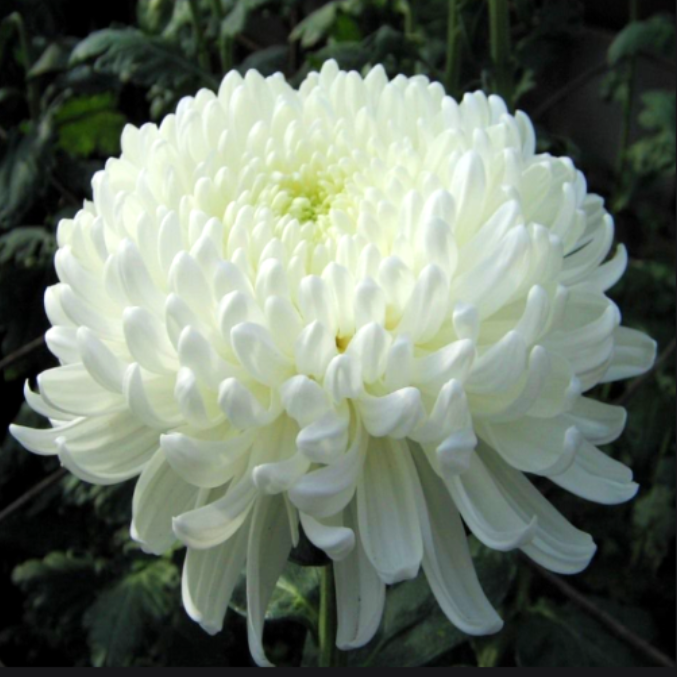 Саджанці Хризантеми Повна Валус (Chrysanthemum Valus) P9, фото 1
