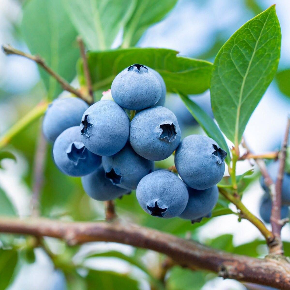 Саджанці Лохини Легасі - пізня, урожайна, невибаглива (4-річна) С5, фото 1