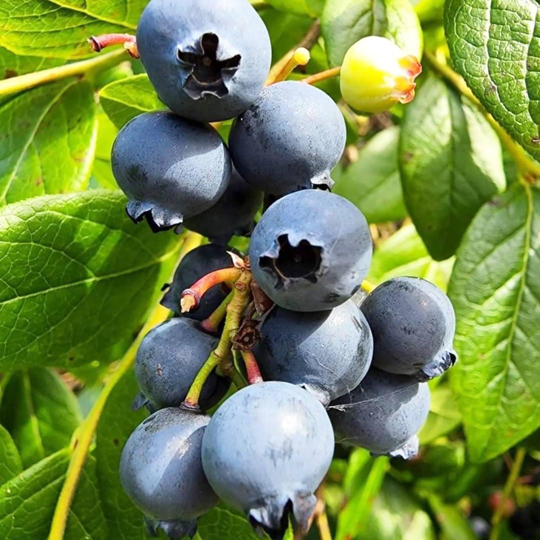 Саджанці Лохини Норд Кантрі - середня, промислова, морозостійка (4-річна) С5, фото 1