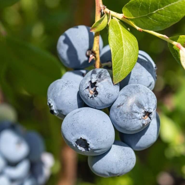 Саджанці Лохини Латеблю (Lateblue) - середня, солодка, урожайна (4-річна) С5, фото 1
