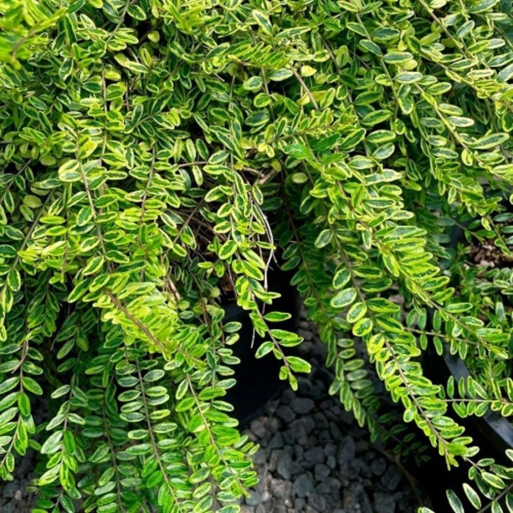 Жимолость Шапочна Лемон Б'юті (горщик 0,5л), фото 1