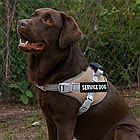 Шлейка для собак, шия 29-36 см, груди 41-49 см, B40707Q9 X25 / Регульована шлейка для домашніх улюбленців, фото 5