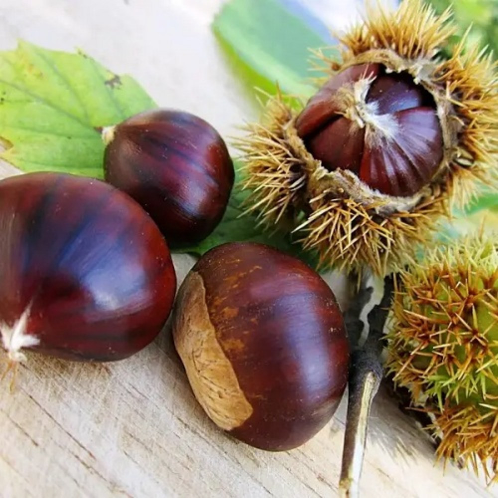 Каштан їстівний Американський 1рік, фото 1