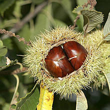 Каштан їстівний Американський 1 роки