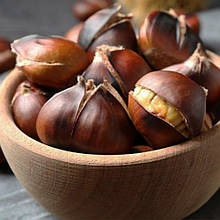 Каштан їстівний Неаполітанський 1рік