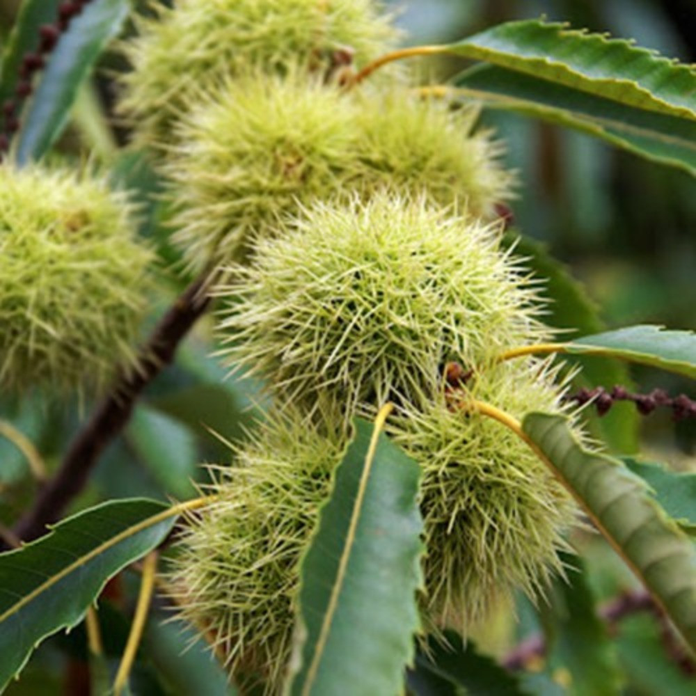 Каштан їстівний Неаполітанський 1рік, фото 1