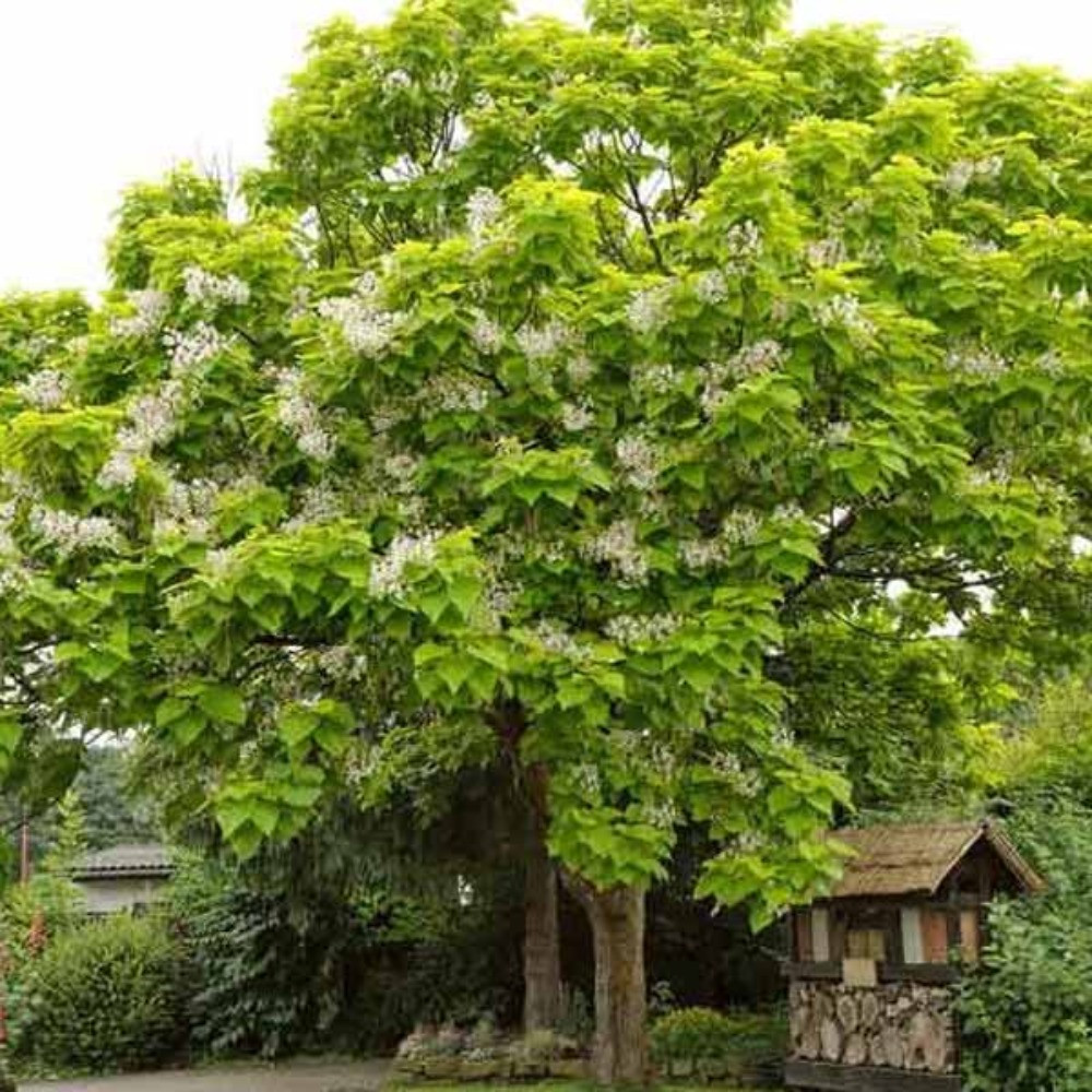 Катальпа (горщик 3л), фото 1