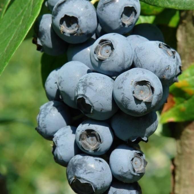 Саджанці Лохини Блюрей (Blueray) - середня, крупноплідна, урожайна (4-річна) С5, фото 1