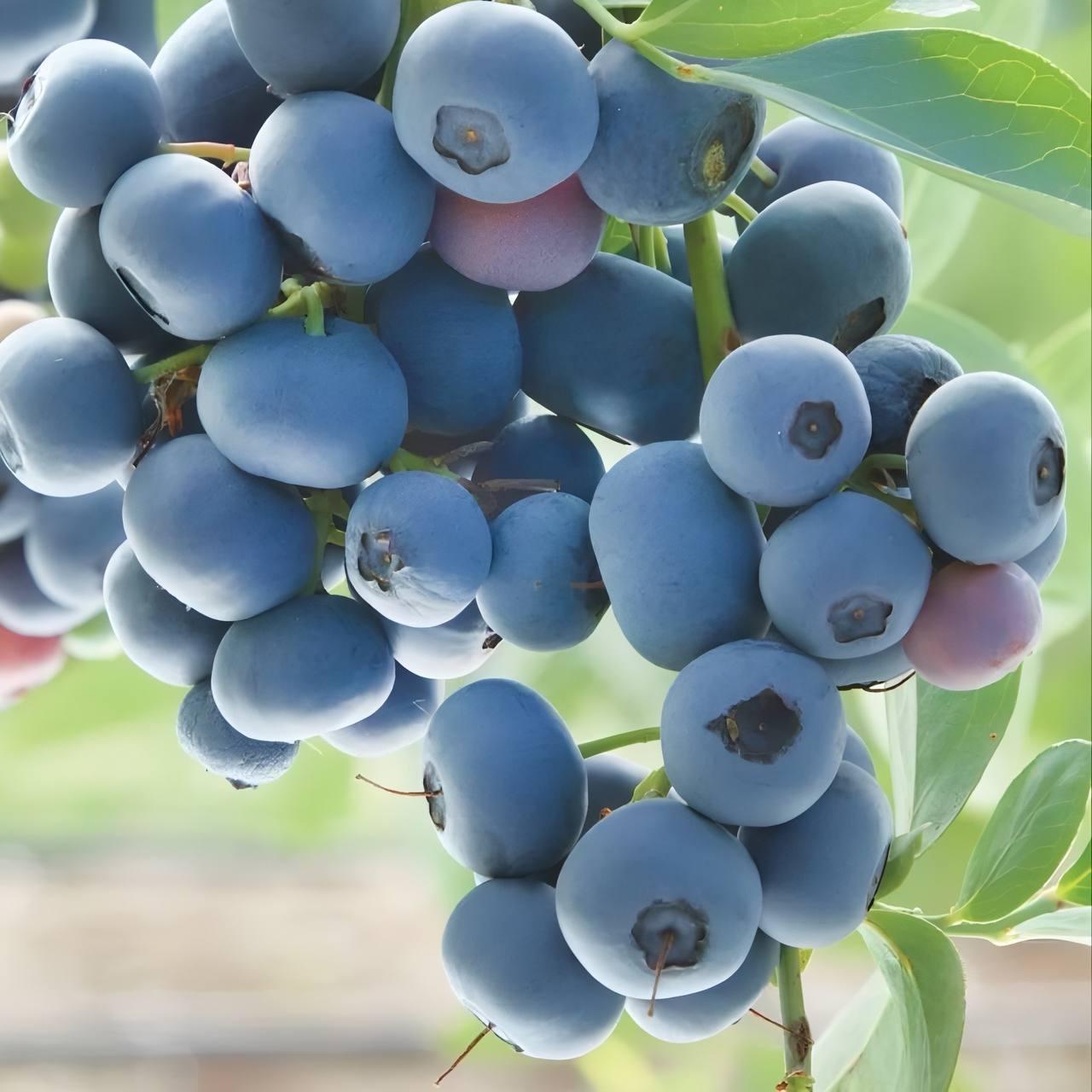 Саджанці Лохини Сієрра (Siera) - середньо-рання, зимостійка, транспортабельна (4-річна) С5, фото 1