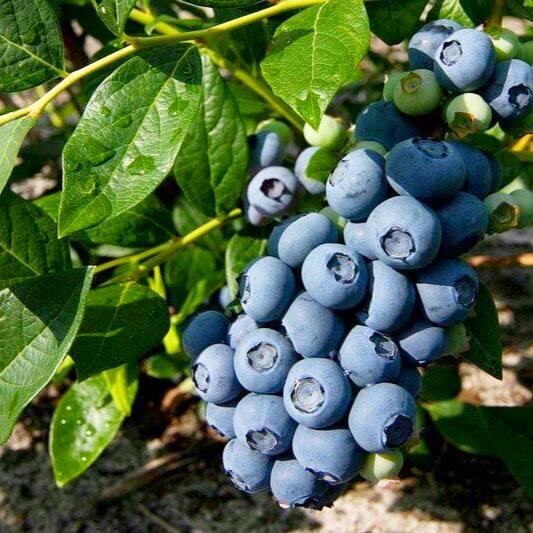 Саджанці Лохини Дрейпер (Draper) - середня, крупноплідна, врожайна (4-річна) С5, фото 1