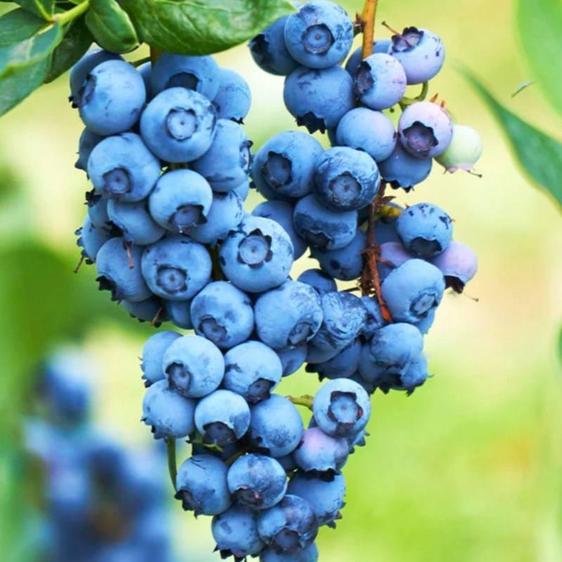 Саджанці Лохини Нортблю - середня, низькоросла, урожайна (4-річна) С5, фото 1