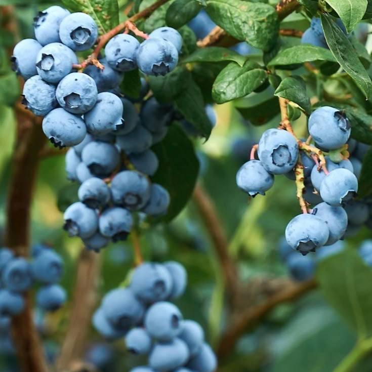 Саджанці Лохини Атлантіс (Atlantis) - середньо-пізня, крупноплідна, солодка (4-річна) С5, фото 1