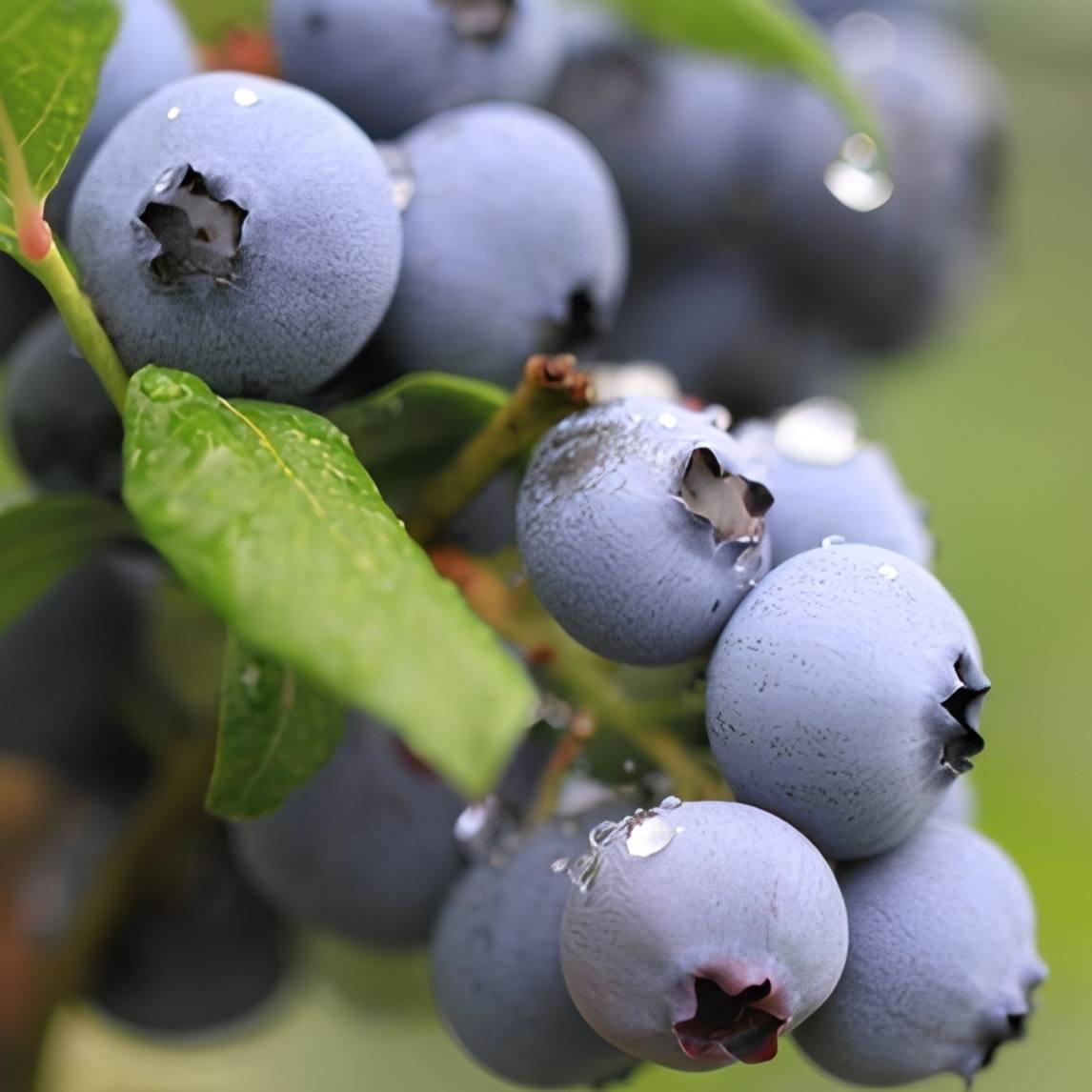 Саджанці Лохини Денис Блю (Denise blue) - середня, урожайна, невибаглива (4-річна) С5, фото 1