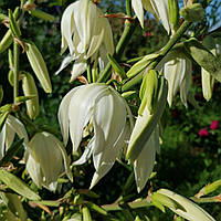 Юка нитчата кущі копані