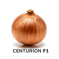 Цибуля сівок Центуріон (Broer) Нідерланди.
