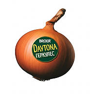 Цибуля сівок Дайтона (Геркулес) (Broer) Нідерланди