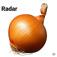 Цибуля сівок Радар (Broer) Нідерланди