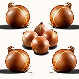 Цибуля сівок Трой (Broer) Нідерланди. Прямі постачальники! ОРИГІНАЛ!, фото 2