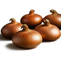 Цибуля сівок Штутгартер Стенфілд (Broer) Нідерланди