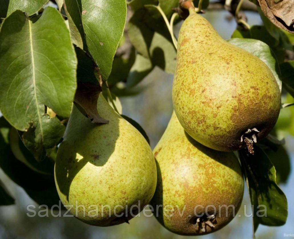Саджанці груші Вітчизняна