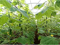 Як правильно захистити свої рослини в теплиці