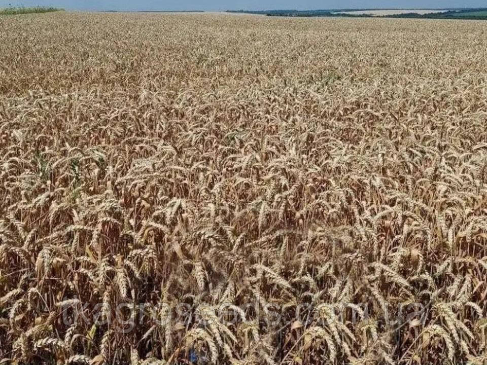 Насіння озимої пшениці Катаріна Viterra Seed 2025 рік ( Безоста (Лютесценс), фото 1