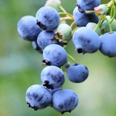 Саджанці Лохини Блюрей (Blueray) - середня, крупноплідна, урожайна (4-річна) С5, фото 1