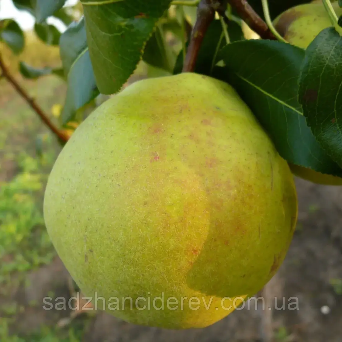 Саджанці груші Смарагдова