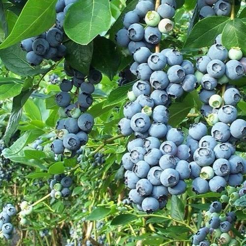 Саджанці Лохини Голдтраубе - середня, великоплідна, невибаглива (4-річна) С5, фото 1