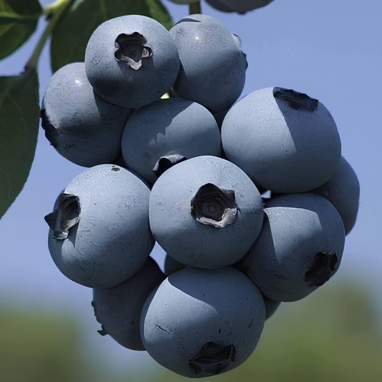 Саджанці Лохини Ліберті (Liberty) - пізня, крупноплідна, транспортабельна (4-річна) С5, фото 1