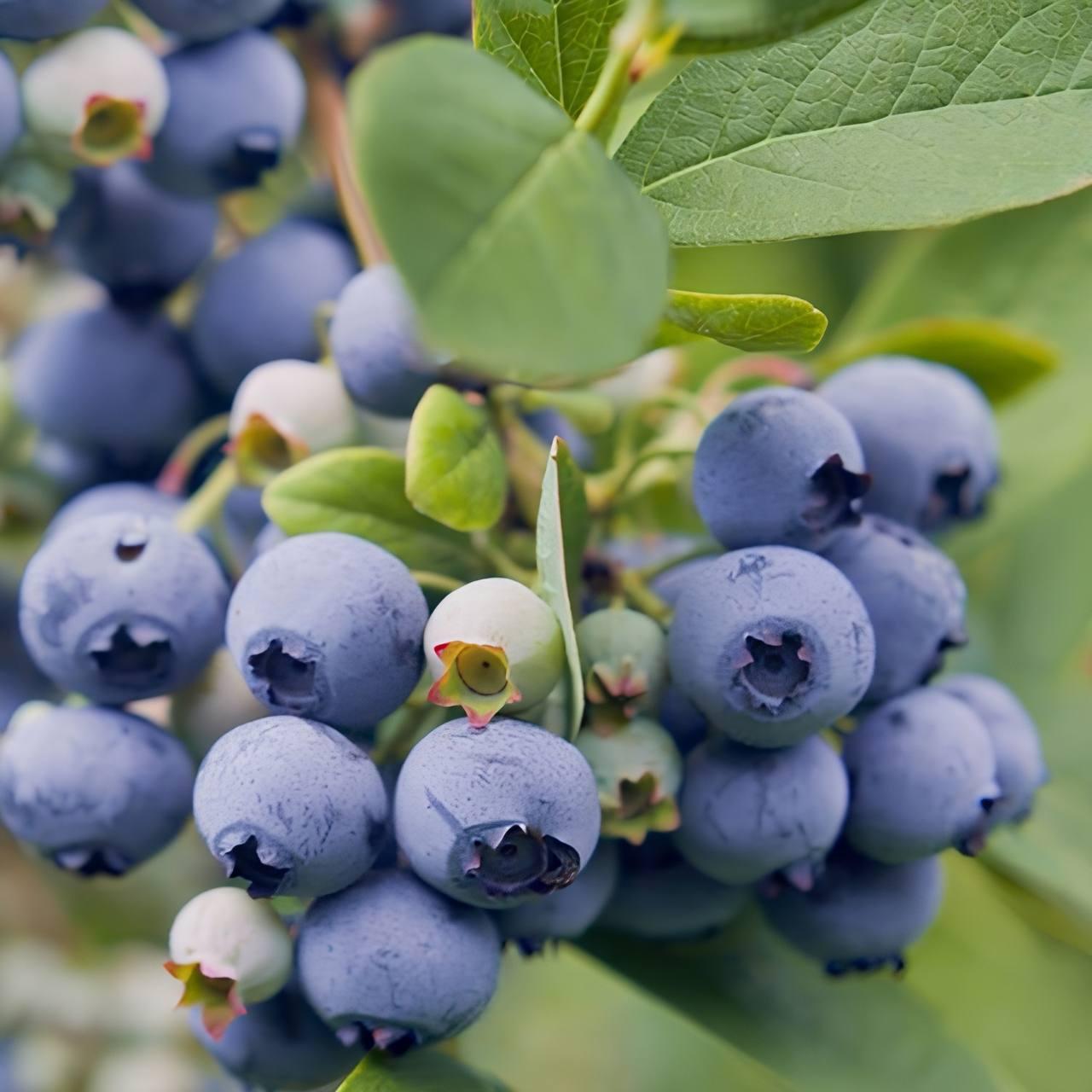 Саджанці Лохини Чандлер (Chandler) - пізня, крупноплідна (4-річна) С5, фото 1
