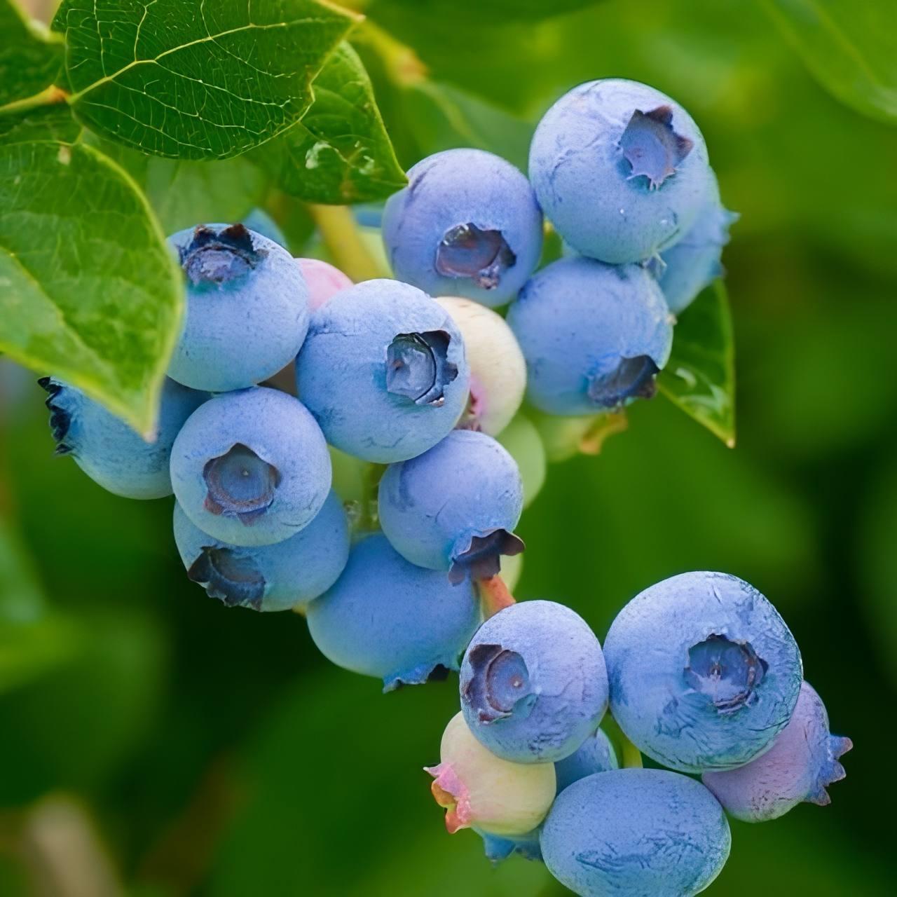 Саджанці Лохини Дарроу (Darrow) - пізня, крупноплідна (4-річна) С5, фото 1