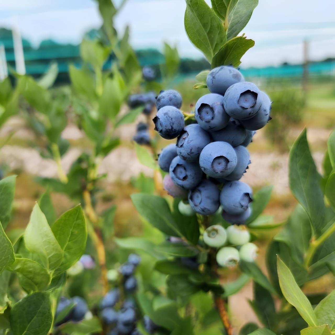 Саджанці Лохини Норд Кантрі - середня, промислова, морозостійка (4-річна) С5, фото 1