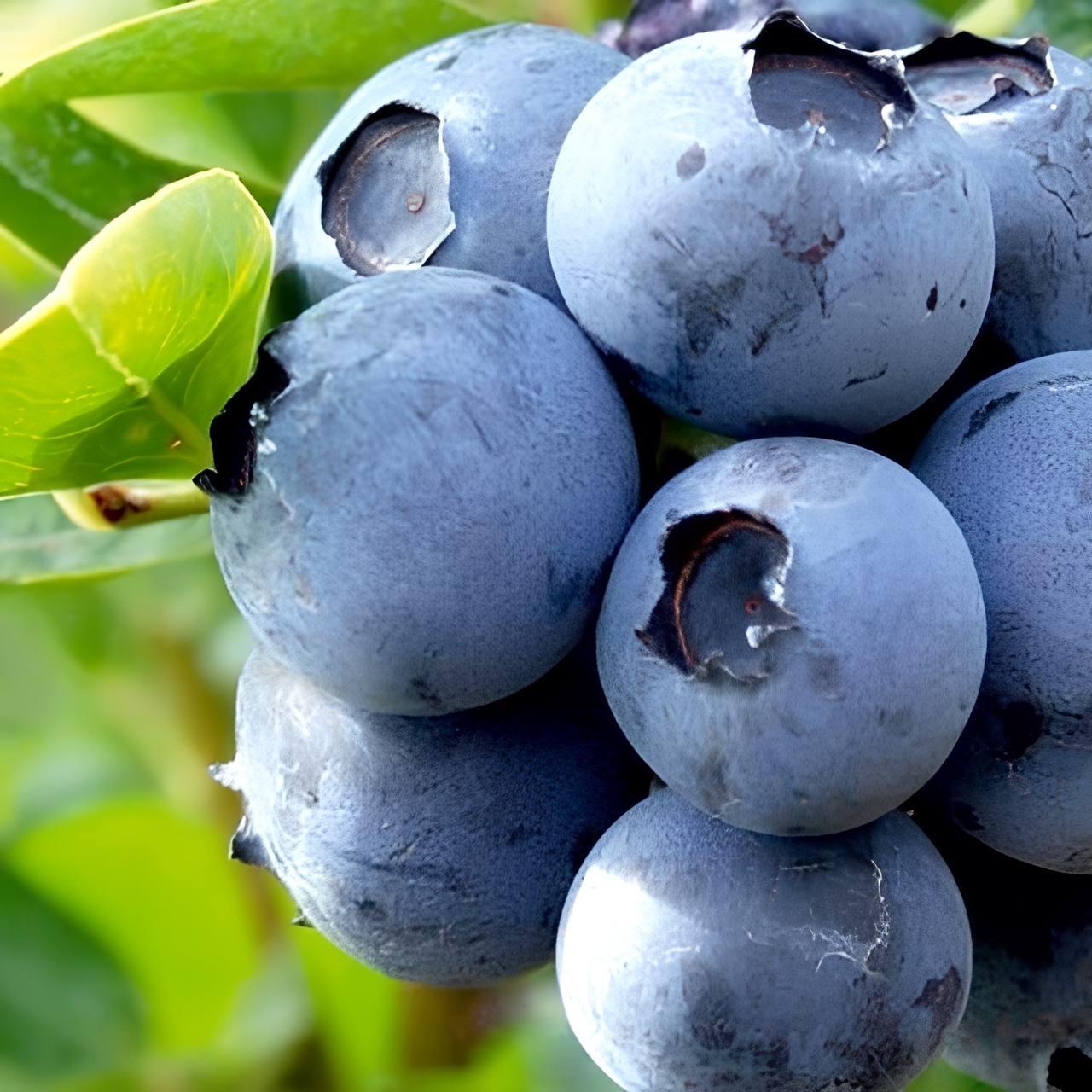 Саджанці Лохини Легасі - пізня, урожайна, невибаглива (4-річна) С5, фото 1