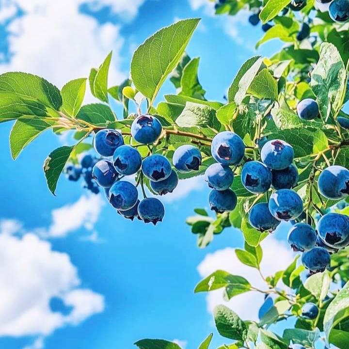 Саджанці Лохини Санрайз - середня, урожайна, невибаглива (4-річна) С5, фото 1