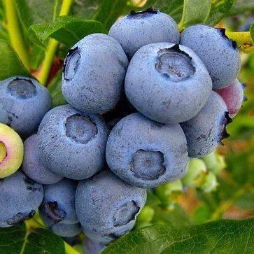 Саджанці Лохини Гурон - середня, солодка, урожайна (4-річна) С5, фото 1