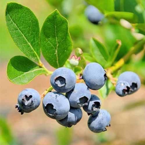 Саджанці Лохини Блю Голд - пізня, крупноплідна, морозостійка (4-річна) С5, фото 1