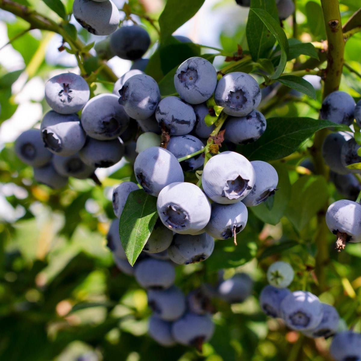 Саджанці Лохини Елліот - пізня, урожайна, зимостійка (4-річна) С5, фото 1